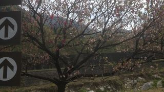 月川温泉郷の花桃まつり