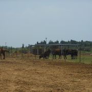 のんびり　牛や馬が放牧されています！