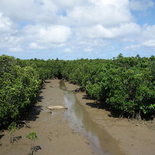 マングローブ林