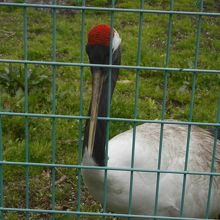 目の前にいます