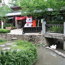 温泉まじりの小川が流れて生き物の楽園でもある