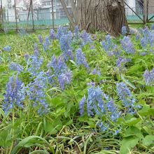 サイロのそばには沢山のキバナノアマナ