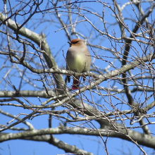 ヒレンジャク（緋連雀）です。