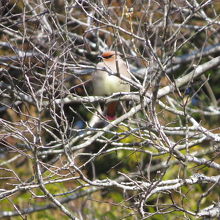 ヒレンジャク。枝かぶりの巻。
