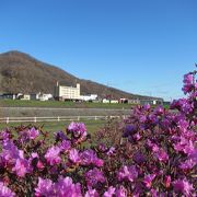 石山通よりも、豊平川沿いで眺めると見事