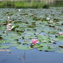 蓮の花の咲く池