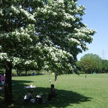 芝生広場もあります