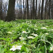 近所の方の憩いの公園