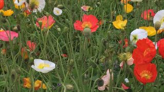 のんびりできて良い