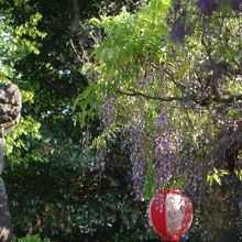 藤は残念ながら見ごろを過ぎていました(16年4月29日) 