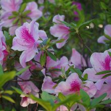 つつじはきれいに咲いていました(16年4月29日)