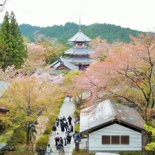 奥に見える塔のような建物は南朝妙法殿