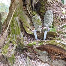 向かいの社前の木