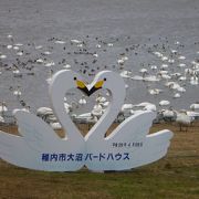 白鳥の大群