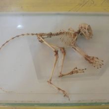 ターシャの骨格標本