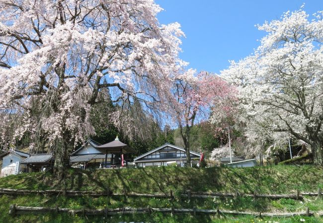 小高い丘の上のお寺さん・・・春、桜がいい感じ