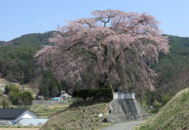 静かに咲いていました