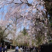 やっぱり角館の一番は桜の季節
