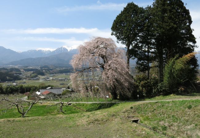 吉瀬のしだれ桜