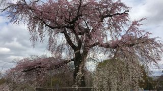 お花見シーズンが最も好き