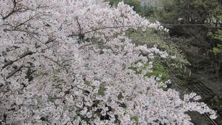 飛鳥山公園に隠れがちですが、ここも桜の名所です