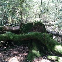 倒木に生えた苔もきれい