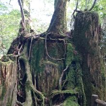 おもしろい形の木がたくさん