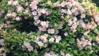 根津神社で行われています