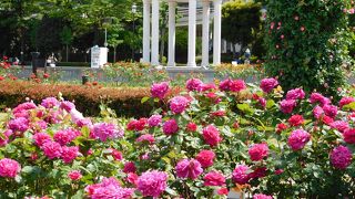 5月のバラの季節がお勧めです