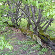 倒れた大木に枝が生えています