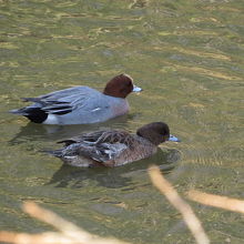 ヒドリガモのカップル