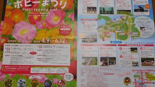 ちょうど見頃のポピーと鯉のぼりが見れました