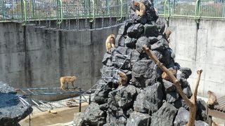 春は花見に、夏はジンギスカン！　おサルたちも見れてお得です。　