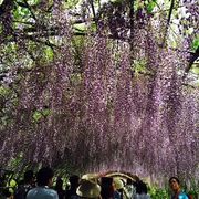 5月初めが見ごろ