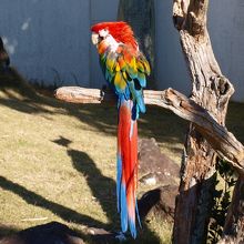 さまざまな動物が飼われていました