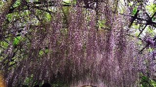 5月初めが見ごろ