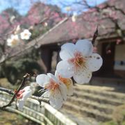 早春の百草園は和を感じます。