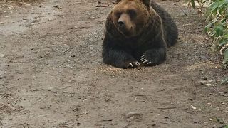 楽しめました！