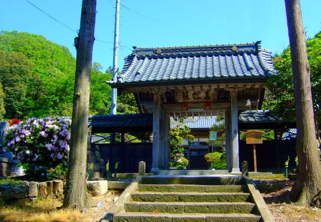 「城下町村上 春の庭百景めぐり」 開催期間中に中庭を拝見 (長楽寺)