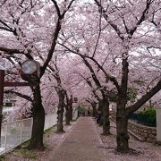 川沿いの桜も美しい