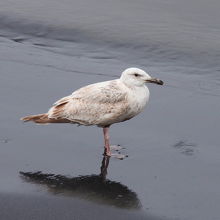 オオセグロカモメの幼鳥