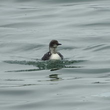 シロエリオオハム