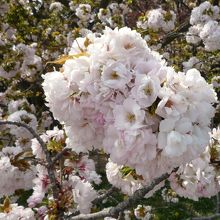 顔のすぐ近くまで桜が迫ってきます