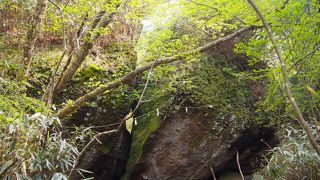 今年も健在でした。