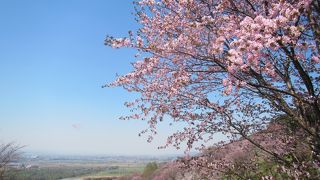 5月上旬、桜がきれい