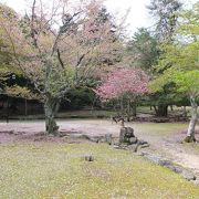 鹿がたくさんいる公園