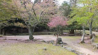鹿がたくさんいる公園