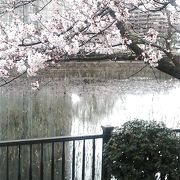 桜がきれいな公園