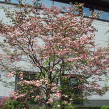 平成館前の「はなみずき」が見頃でした（4/26）