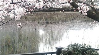 桜がきれいな公園